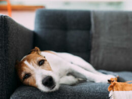 Is It Legal to Euthanize a Healthy Dog?